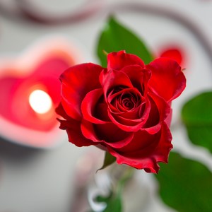 Single Rose and Vase