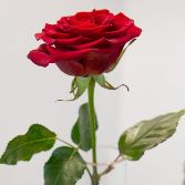 Single Rose and Vase