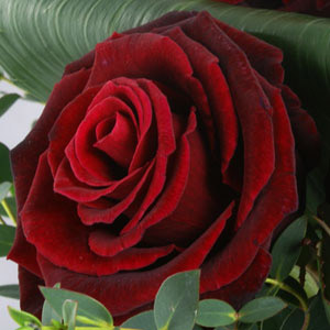 12 Luxury Red Roses