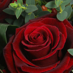 12 Luxury Red Roses