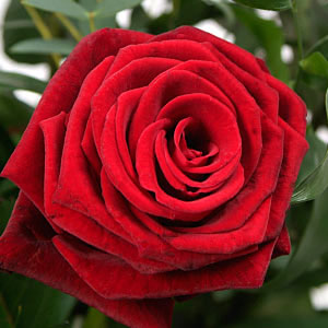 Romance Six Roses Aqua bouquet