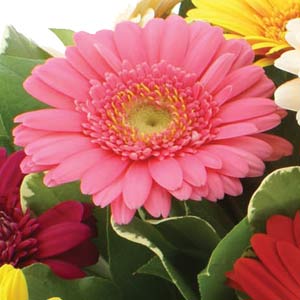 Simply Gerberas Handtied