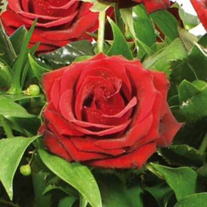 Red Rose Casket Arrangement