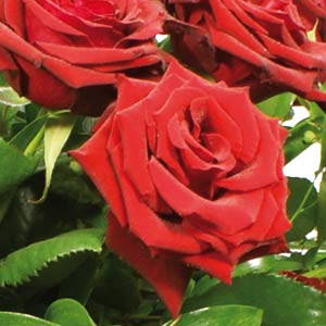 Red Rose Casket Arrangement