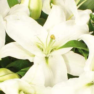 White Lily Casket Arrangement