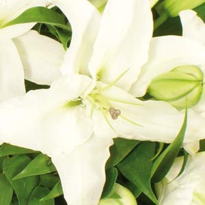 White Lily Casket Arrangement