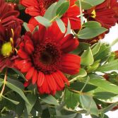 Valentines Red Mix Aqua