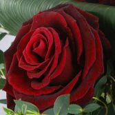12 Luxury Red Roses
