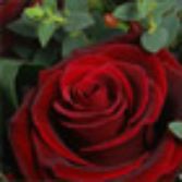 12 Luxury Red Roses