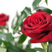 Romance Six Roses Aqua bouquet