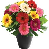 Simply Gerberas Handtied