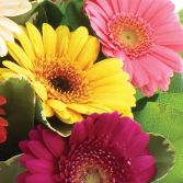 Simply Gerberas Handtied