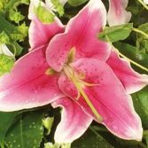 Pink Lily Casket Spray