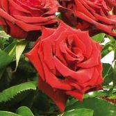 Red Rose Casket Arrangement